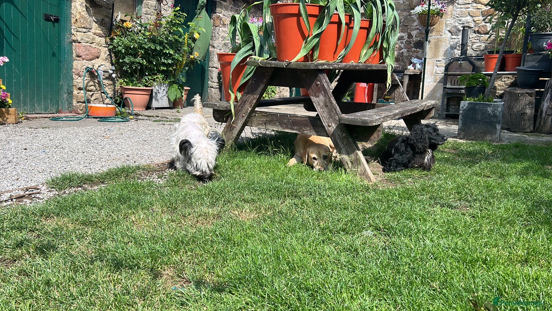 Skye Terrier dogs for sale: Gorgeous chunky terrier pups  - Image 2