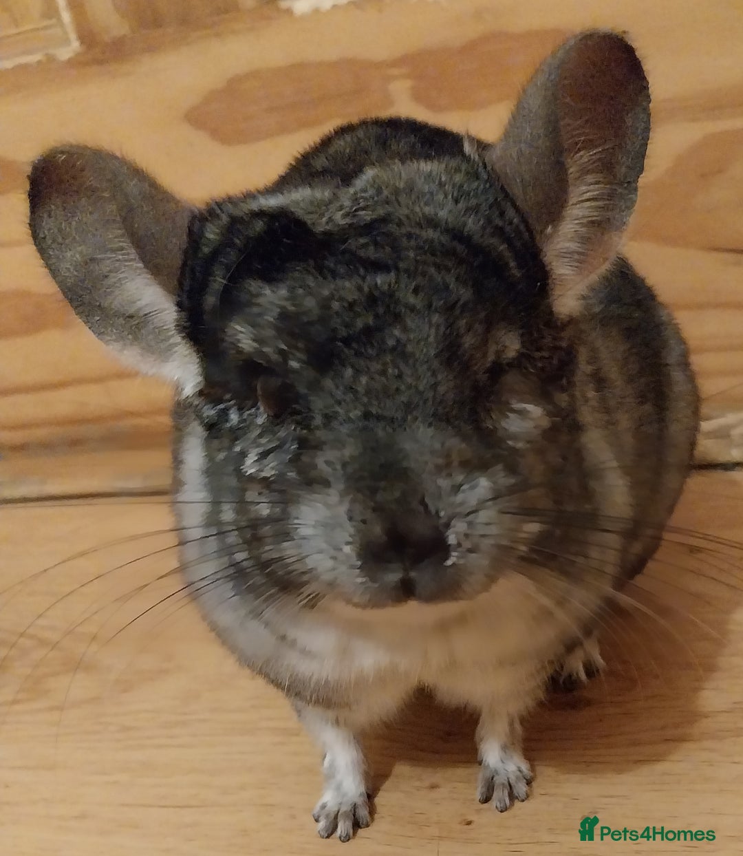 Chinchilla rodents for sale: Male chinchilla called Star - Advert 6
