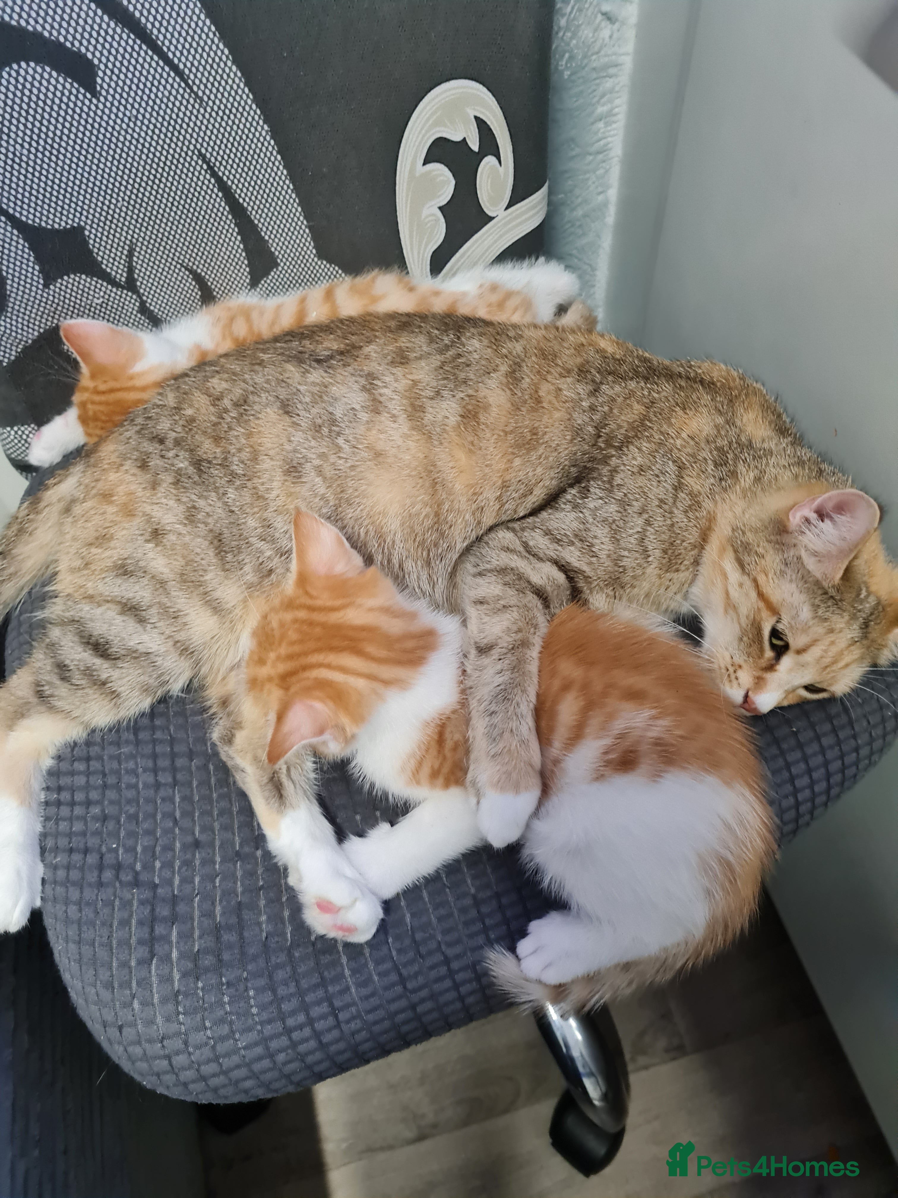 Mixed Breed cats Kittens😻🧡🧡🩶🤍 - Advert 2