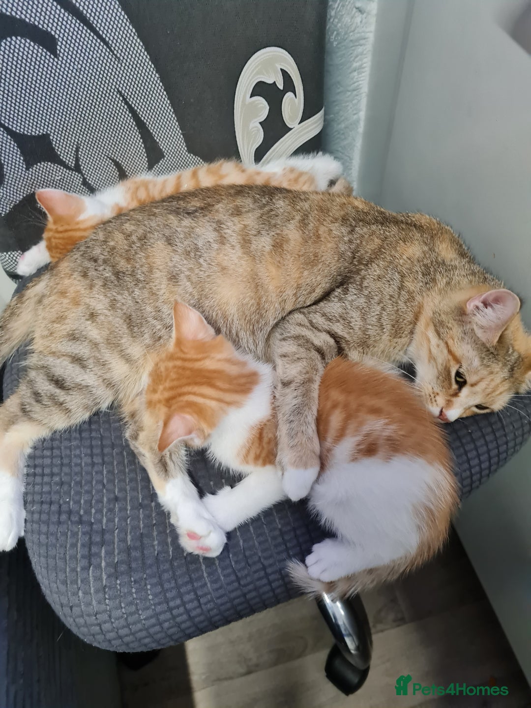 Mixed Breed cats for sale: Kittens😻🧡🧡🩶🤍 - Advert 1