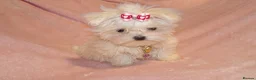 Maltese dogs for sale: ****Exquisite KC Registered Maltese Boy Puppy****  - Advert 2