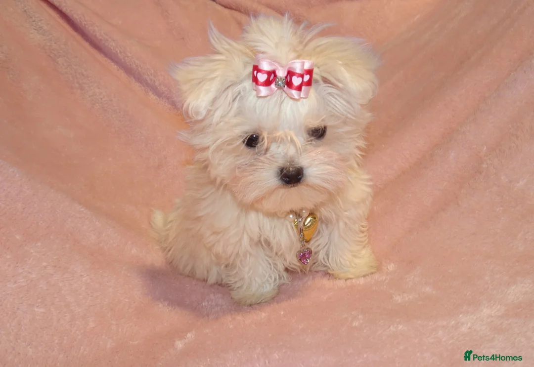 Maltese dogs for sale: ****Exquisite KC Registered Maltese Boy Puppy****  - Advert 2