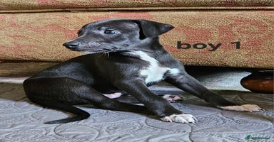 Whippet dogs - Advert 8