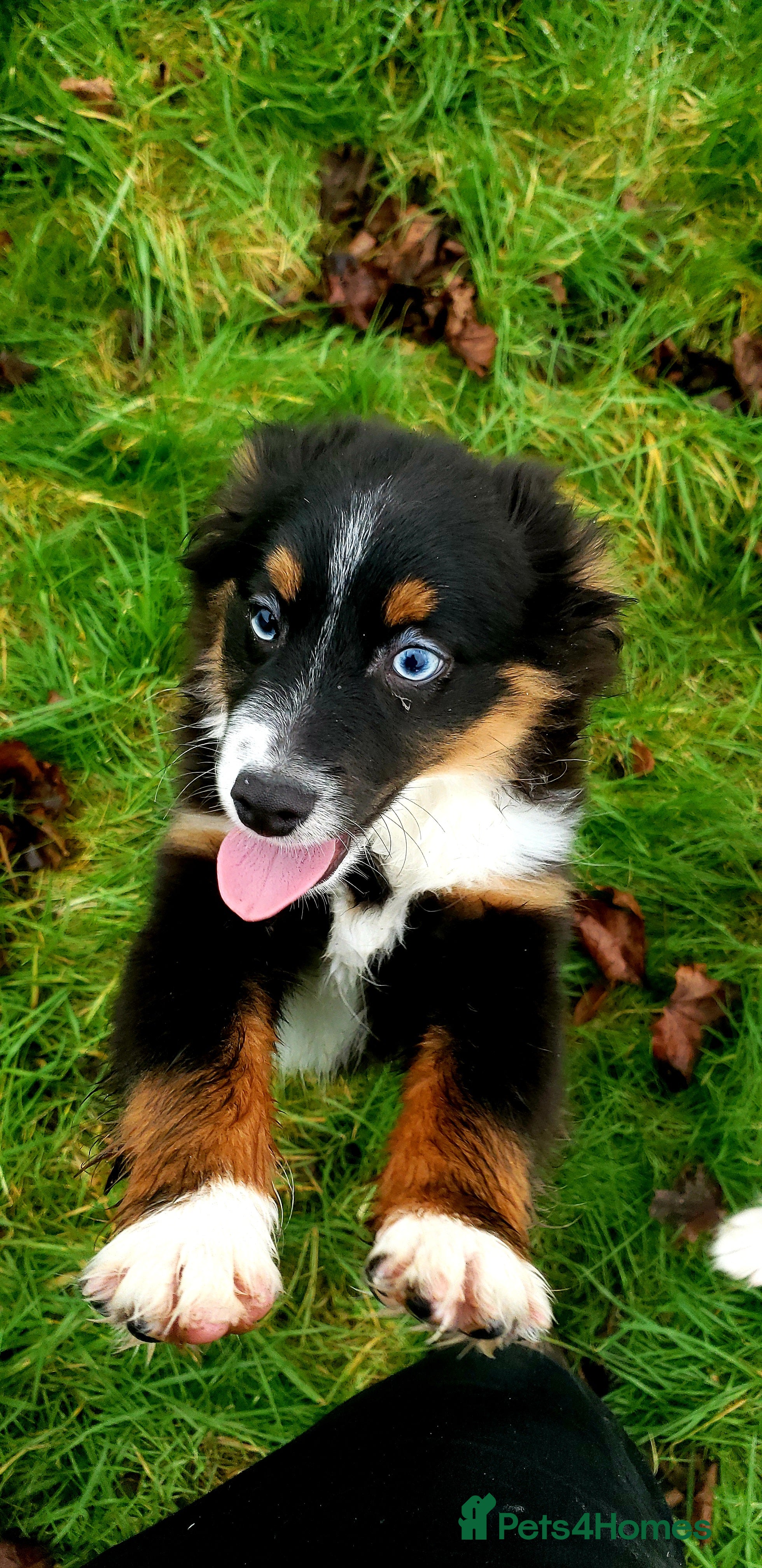 Australian Shepherd dogs Male Miniature Australian Shepherds ASDRegistered - Advert 6