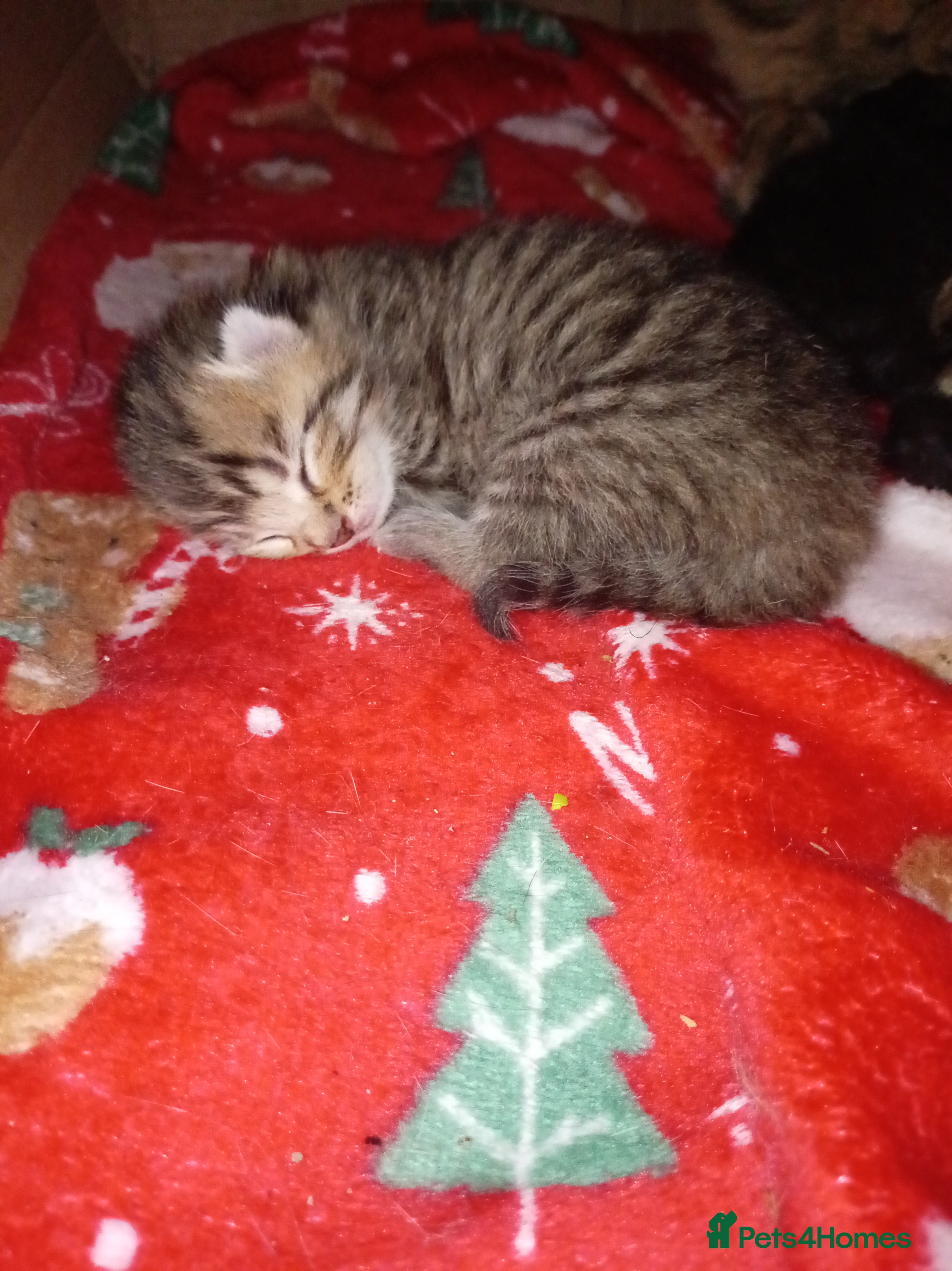 Mixed Breed cats ragamuffin  - Advert 15