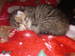 Mixed Breed cats ragamuffin - Advert 15