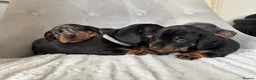 Miniature Dachshund dogs for sale: Miniature Dachshund - Advert 5