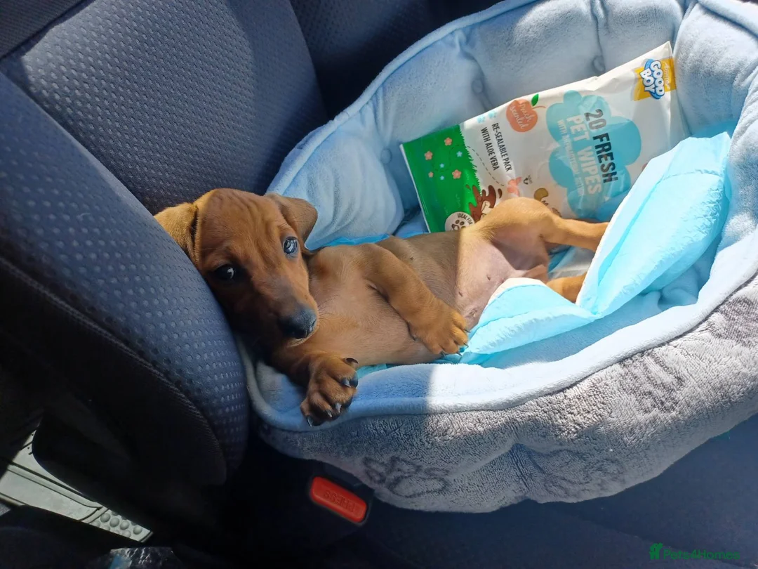 Dachshund dogs for sale: Adorable dachshund puppy - Advert 2