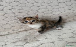 Mixed Breed cats for sale: 7 little kittens - Image 19