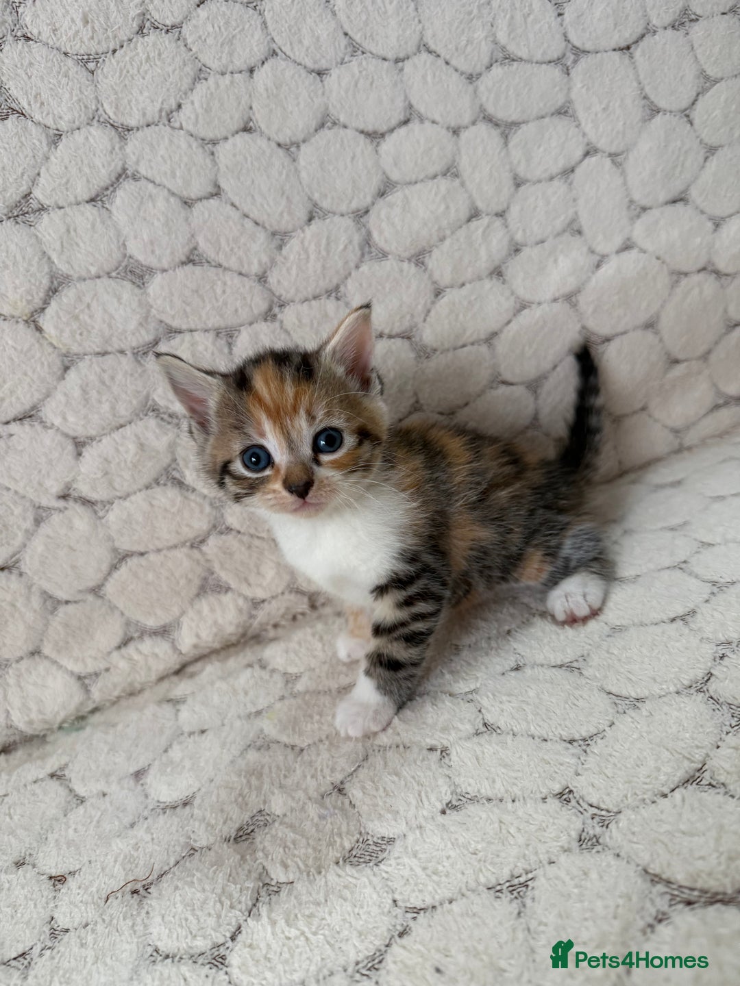 Mixed Breed cats for sale: 7 little kittens - Image 19