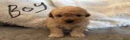 Toy Poodle dogs for sale: Toy poodle puppies for sale - Advert 6