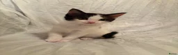 Mixed Breed cats for sale: Ragdoll mixed kittens 🐈‍⬛  - Advert 18