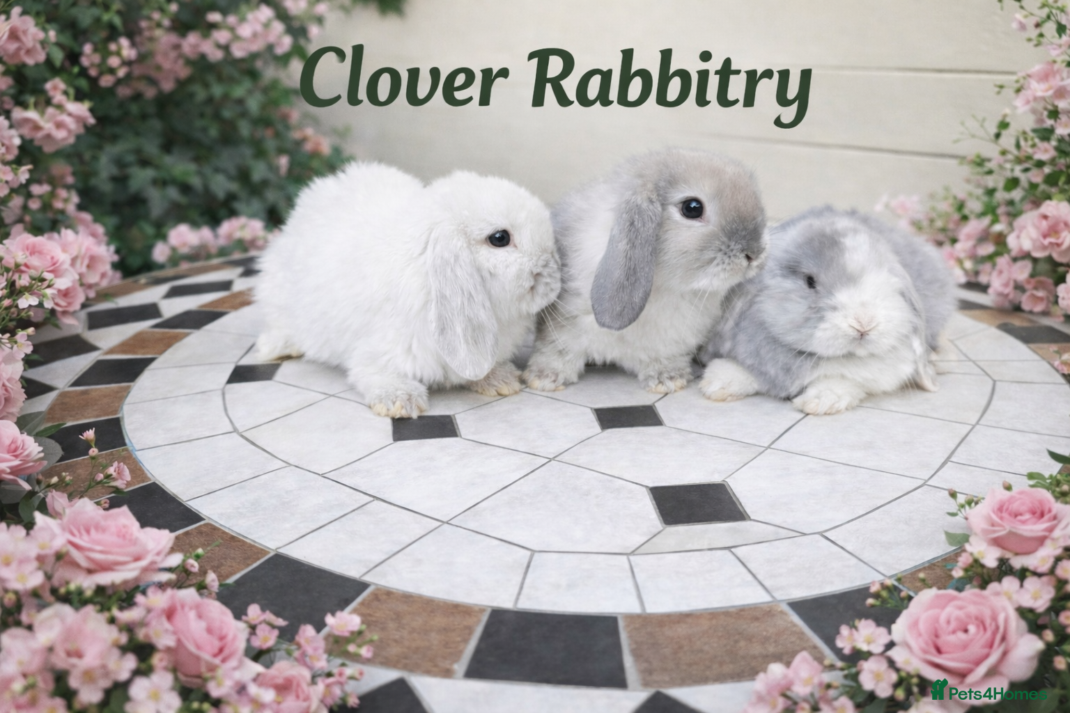 Mini Lop rabbits Pedigree Mini Lops last 3 in photos above  - Advert 1