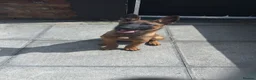 Belgian Shepherd Dog dogs for sale: Belgium malinois  in Saint Helens - Advert 5