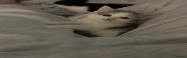 Domestic shorthair Kitten 2