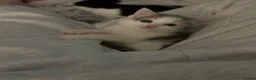 Domestic Shorthair cats for sale: Kittens mixed  - Advert 13