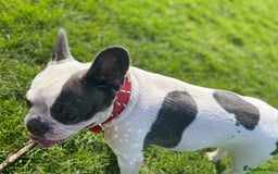 French Bulldog dogs for sale: French Bulldog  - Image 3