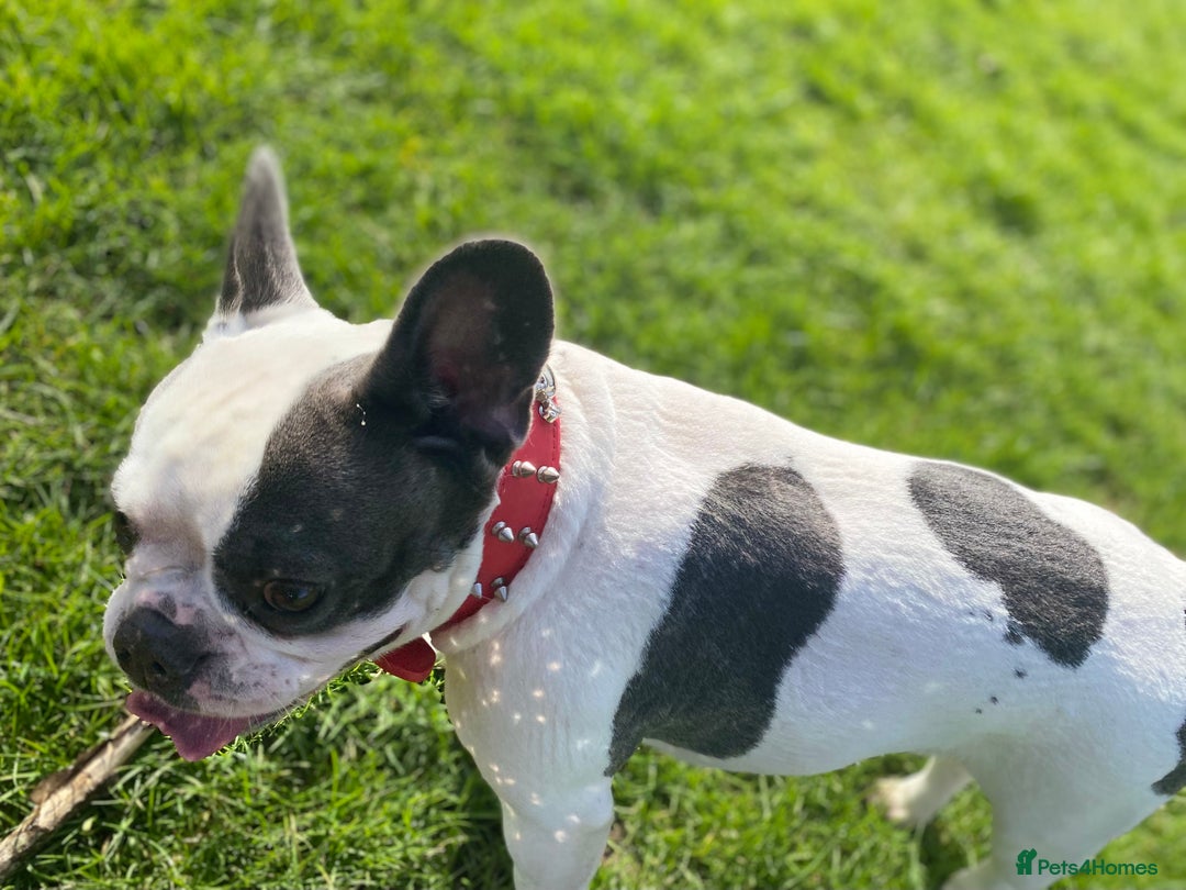 French Bulldog dogs for sale: French Bulldog  - Image 3