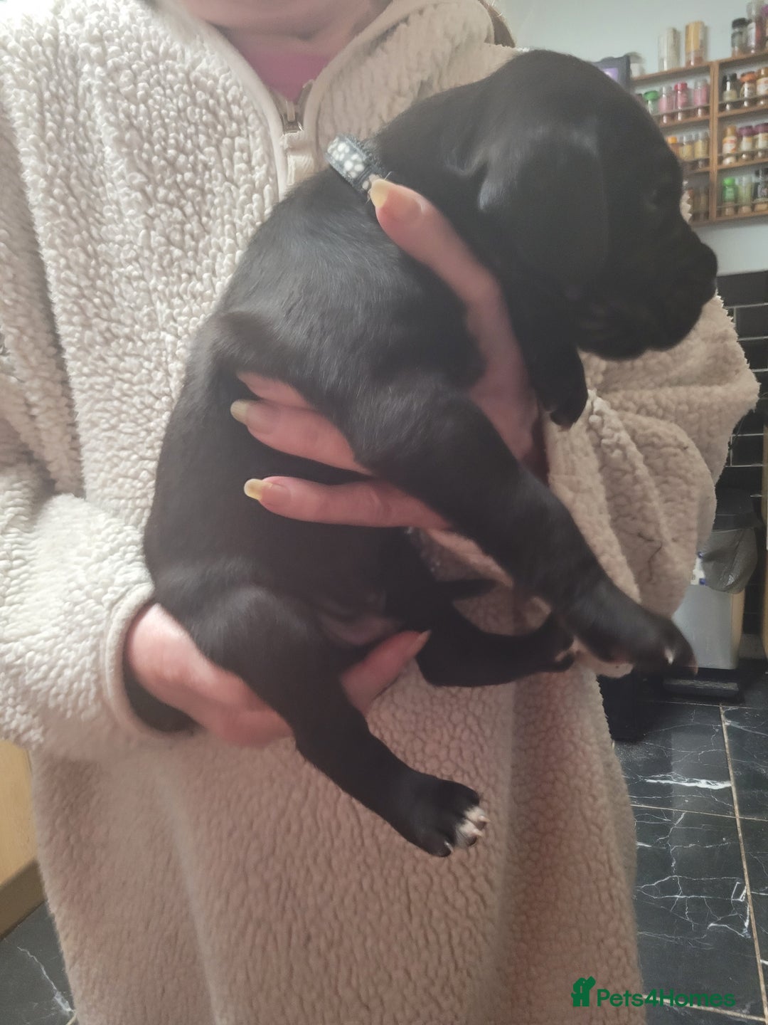 Great Dane dogs for sale: Magnificent litter of black great dane puppies - Advert 10