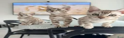 Bengal cats for sale: Stunning Snow Bengals - TICA Full Pedigree  - Advert 18