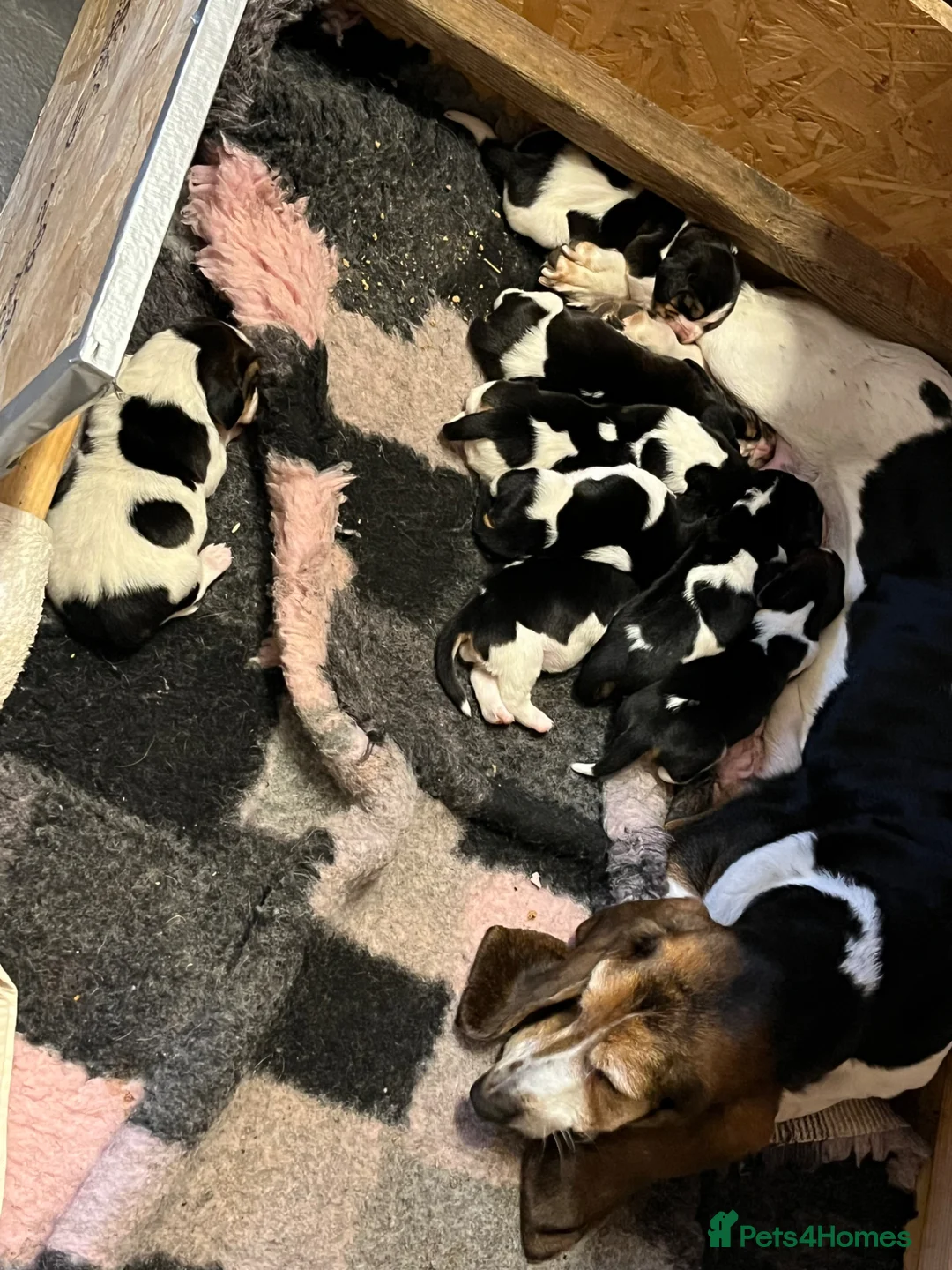 Basset Hound dogs for sale: Beautiful Tri colour Basset pups  - Advert 1