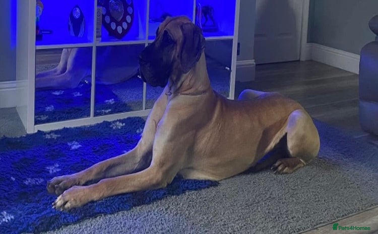 Great Dane dogs - Advert 1