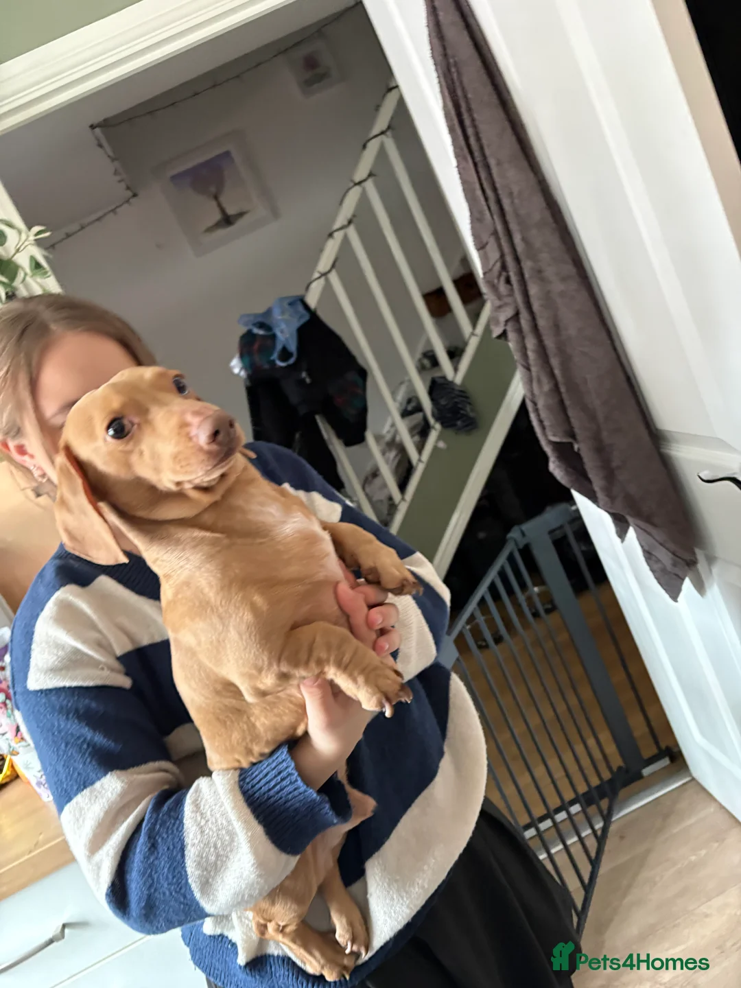 Miniature Dachshund dogs for sale: Miniature dachshund  - Advert 18
