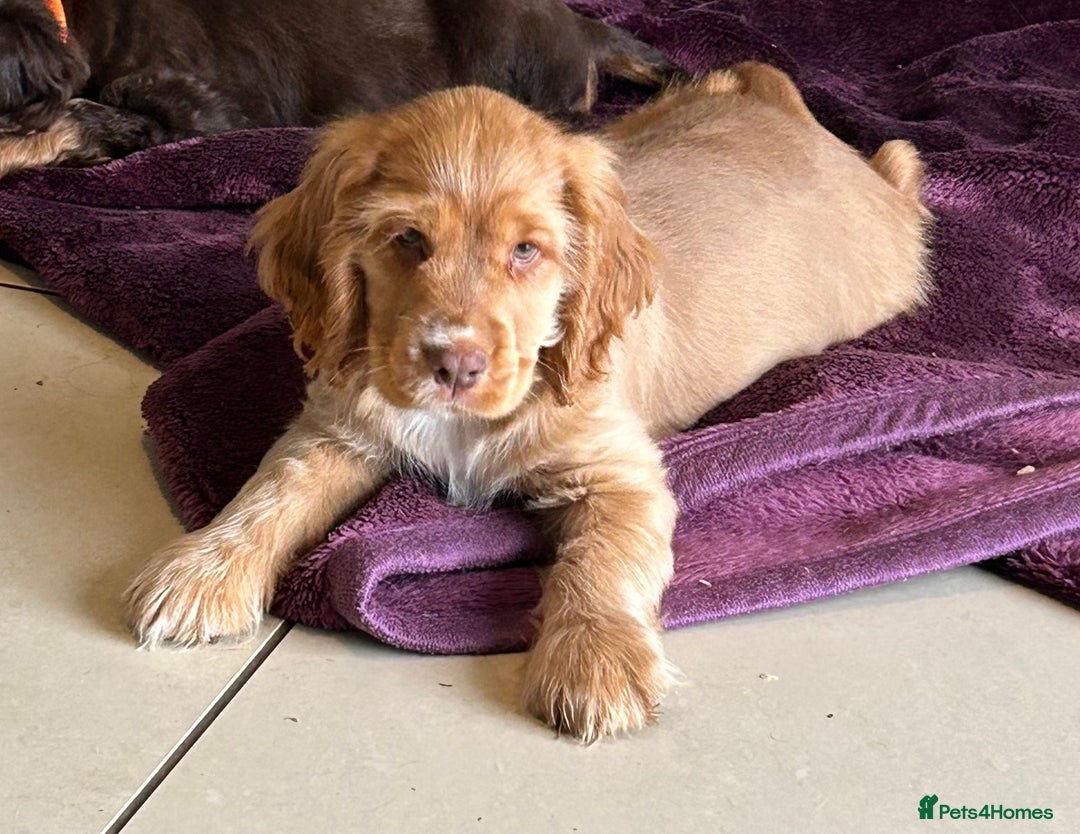Cocker Spaniel dogs for sale: Ready to fly the nest!!  kc Show Cocker Spaniels  - Advert 8