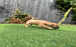 Mixed Breed dogs for sale: Cavapoo x Italian greyhound puppies  - Image 5