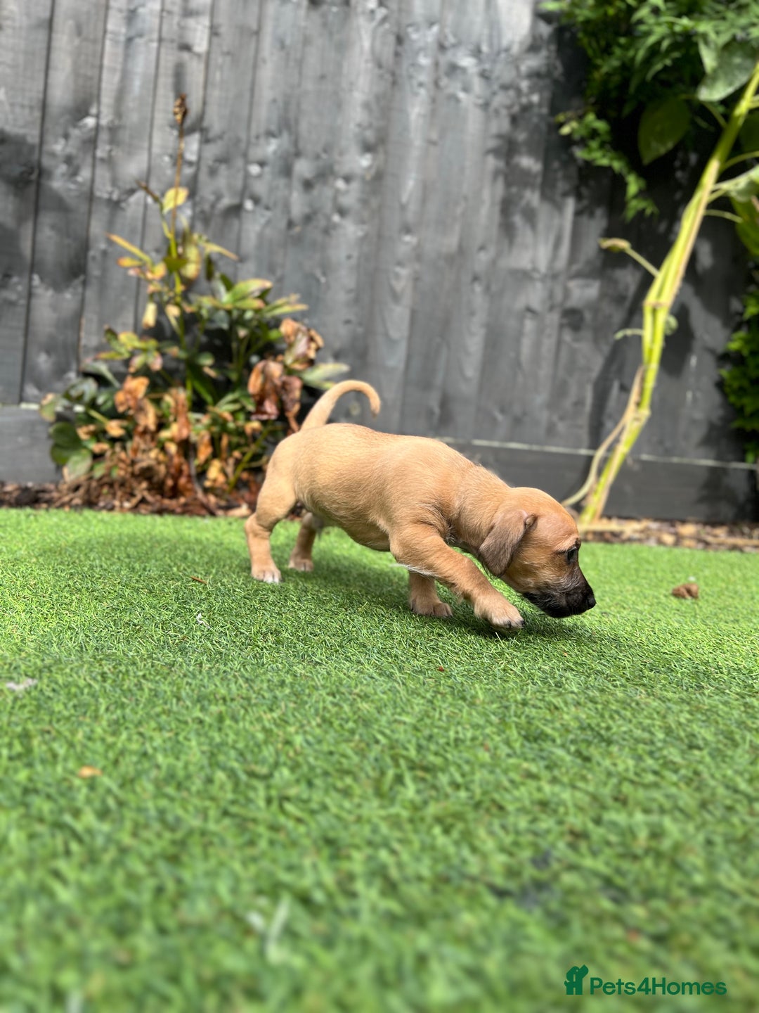 Mixed Breed dogs for sale: Cavapoo x Italian greyhound puppies  - Image 5