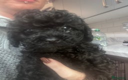 Yorkiepoo dogs for sale: 1 beautiful yorkiepoo ready to leave 🥰🥰 - Image 22