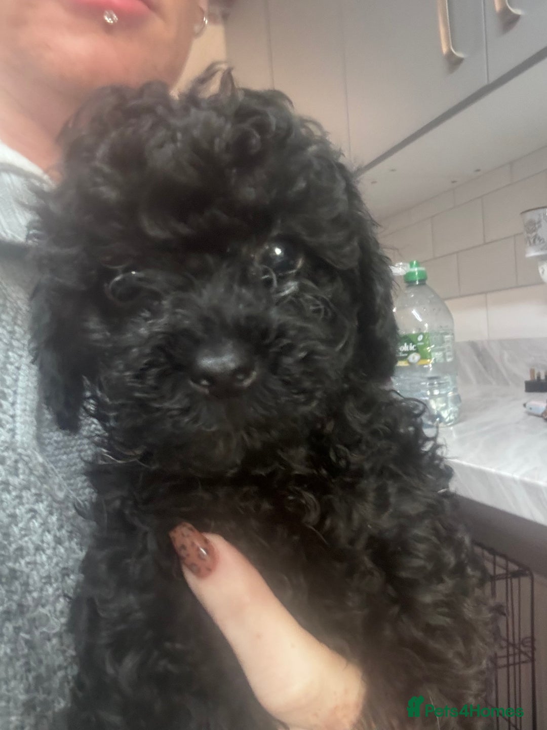 Yorkiepoo dogs for sale: 1 beautiful yorkiepoo ready to leave 🥰🥰 - Image 22