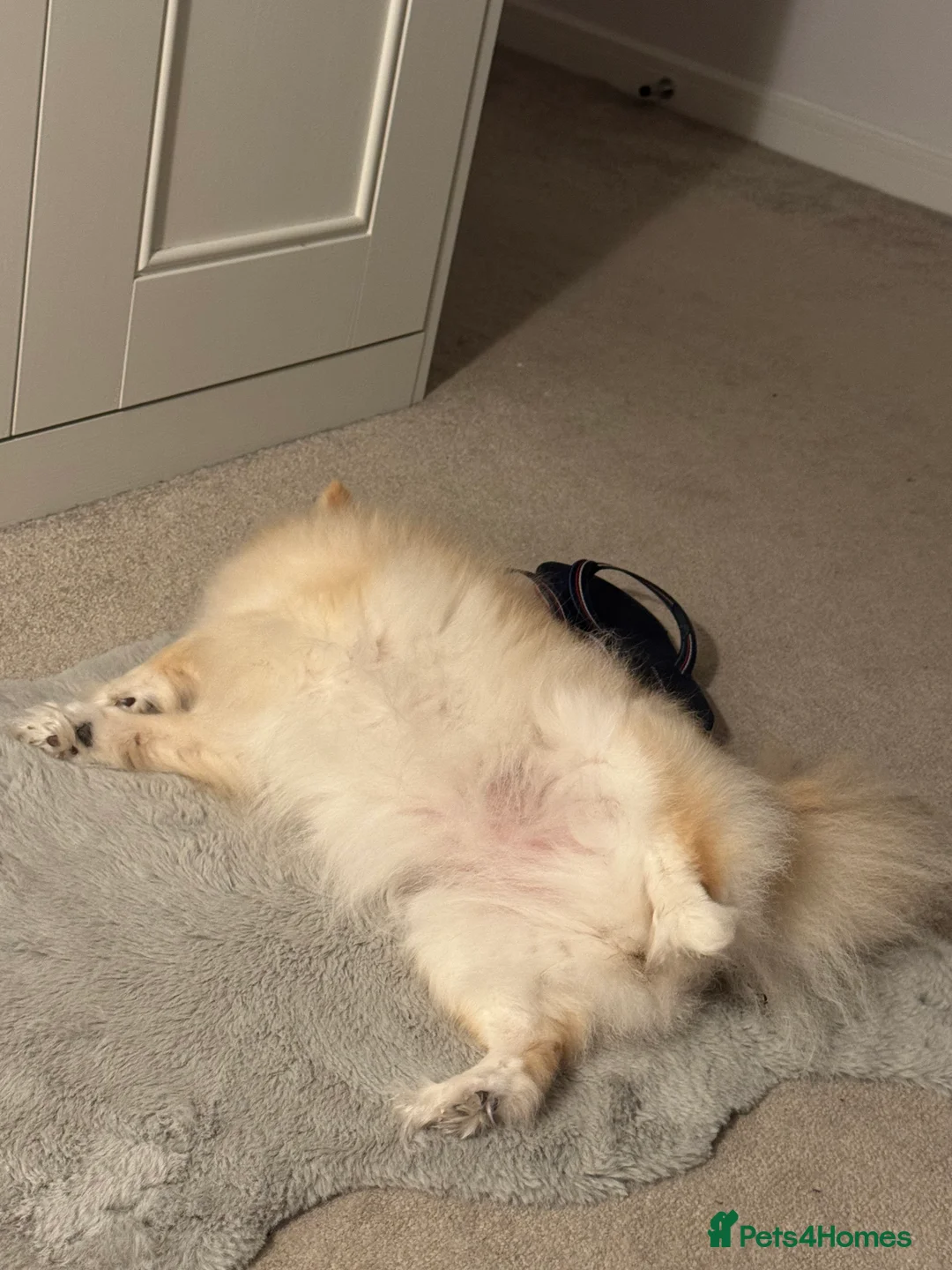 Pomeranian dogs for sale: Poppie&Lexie  - Advert 5