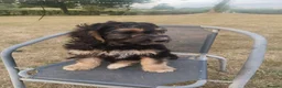 Cockapoo dogs for sale: 1 boy remaining,F1 cocapoo  - Advert 5