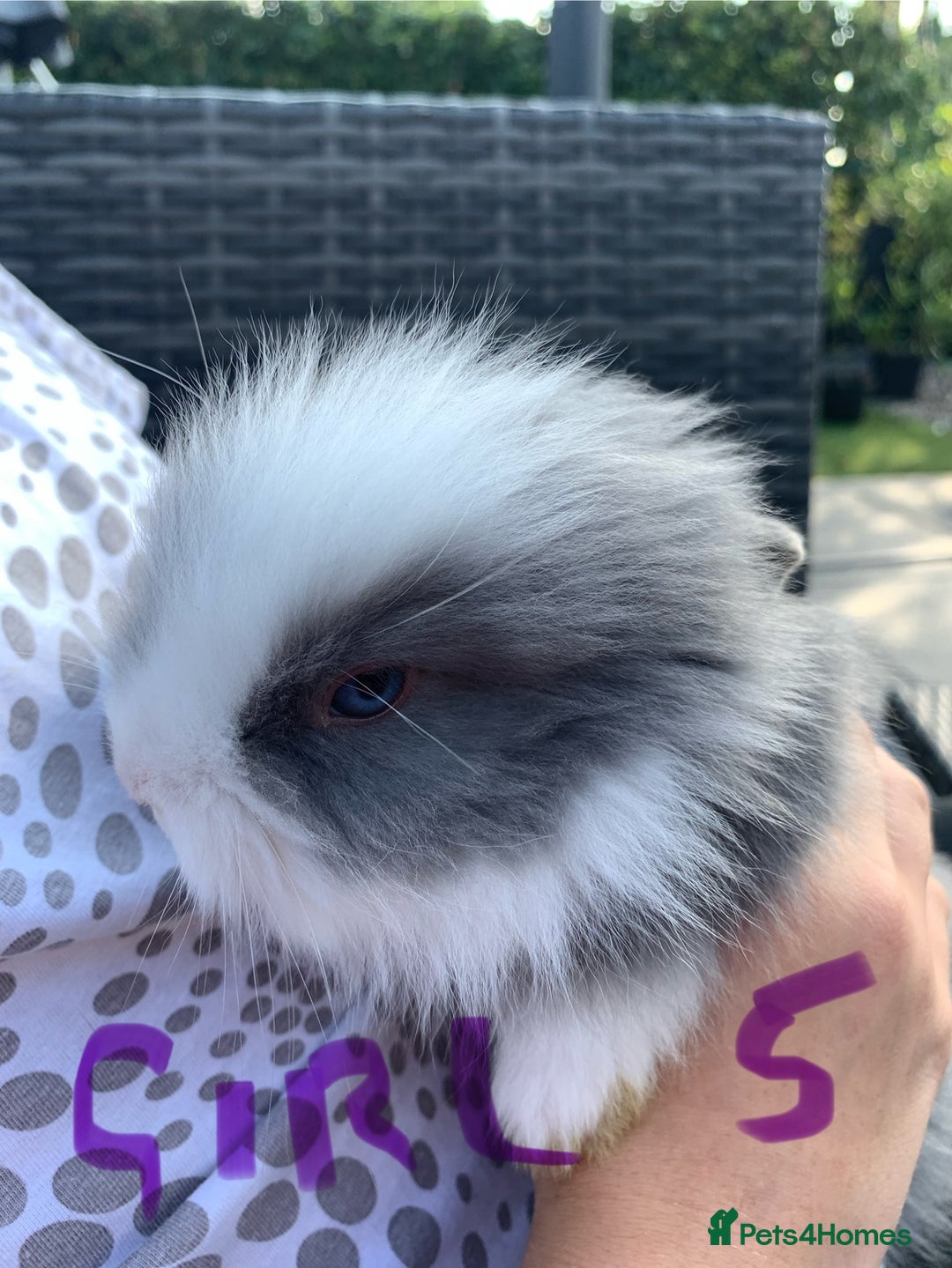 Lionhead rabbits for sale: 7 Beautiful double mane Lionhead Bunnies  - Image 17