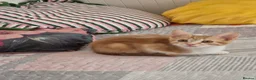 Mixed Breed cats for sale: KITTENS READY TO LEAVE in Oldbury - Advert 15