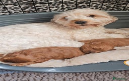 Cavapoo dogs for sale: GORGEOUS CAVAPOO MALE LOOKING FOR LOVING HOME X - Advert 10