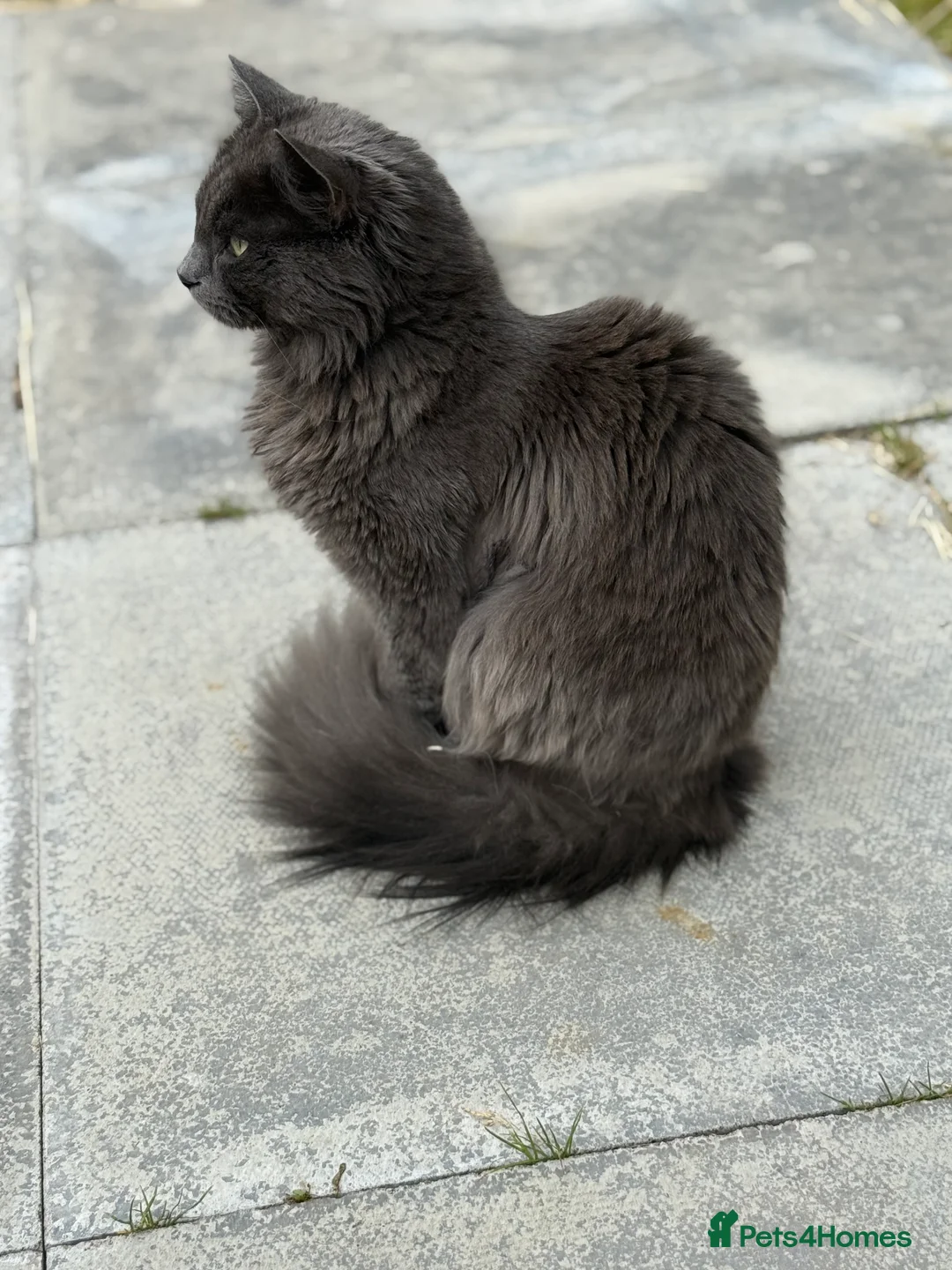 Nebelung cats for sale: Meet Prinze - Advert 4