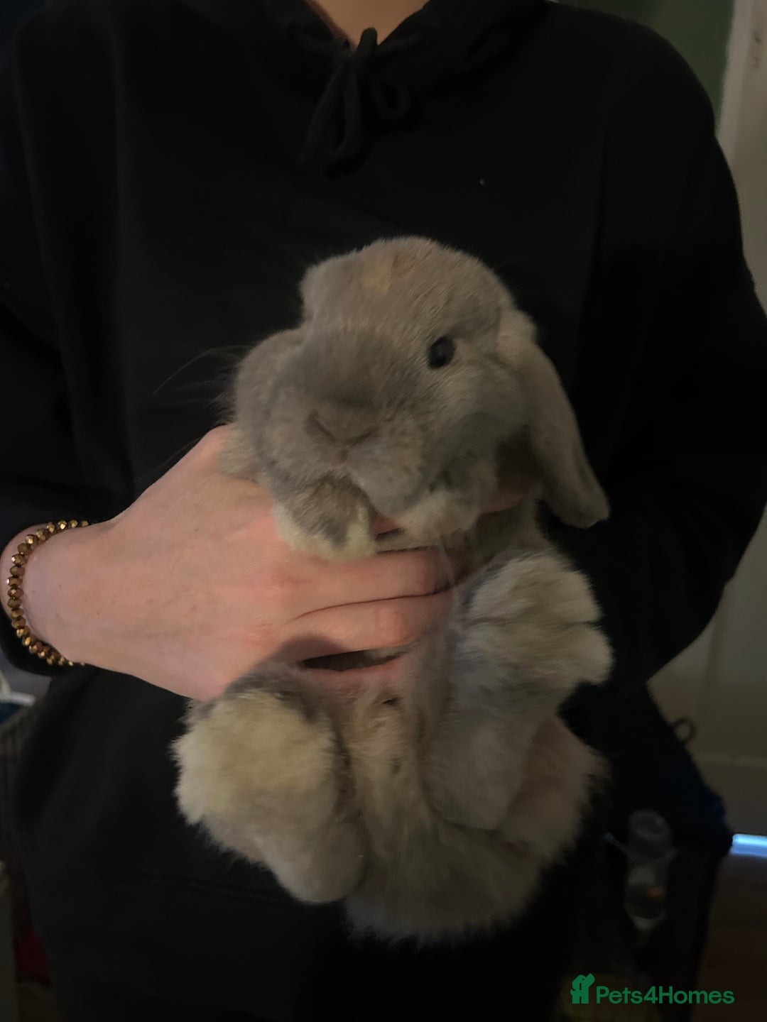 Mini Lop rabbits for sale: 2 male mini lops - Image 2
