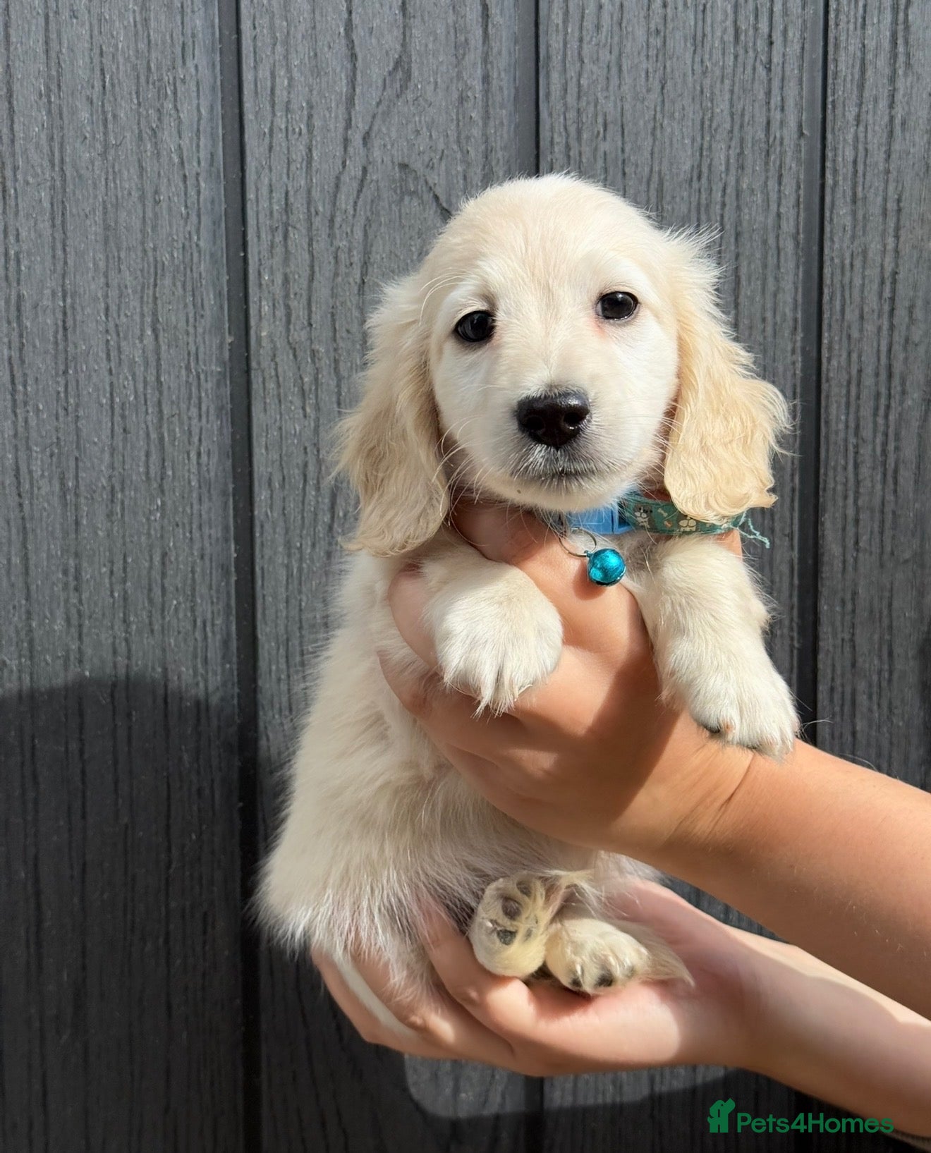 Miniature Dachshund dogs READY TO GO MONDAY, KC REG CREAM DACHSHUND PUPPIES - Advert 1