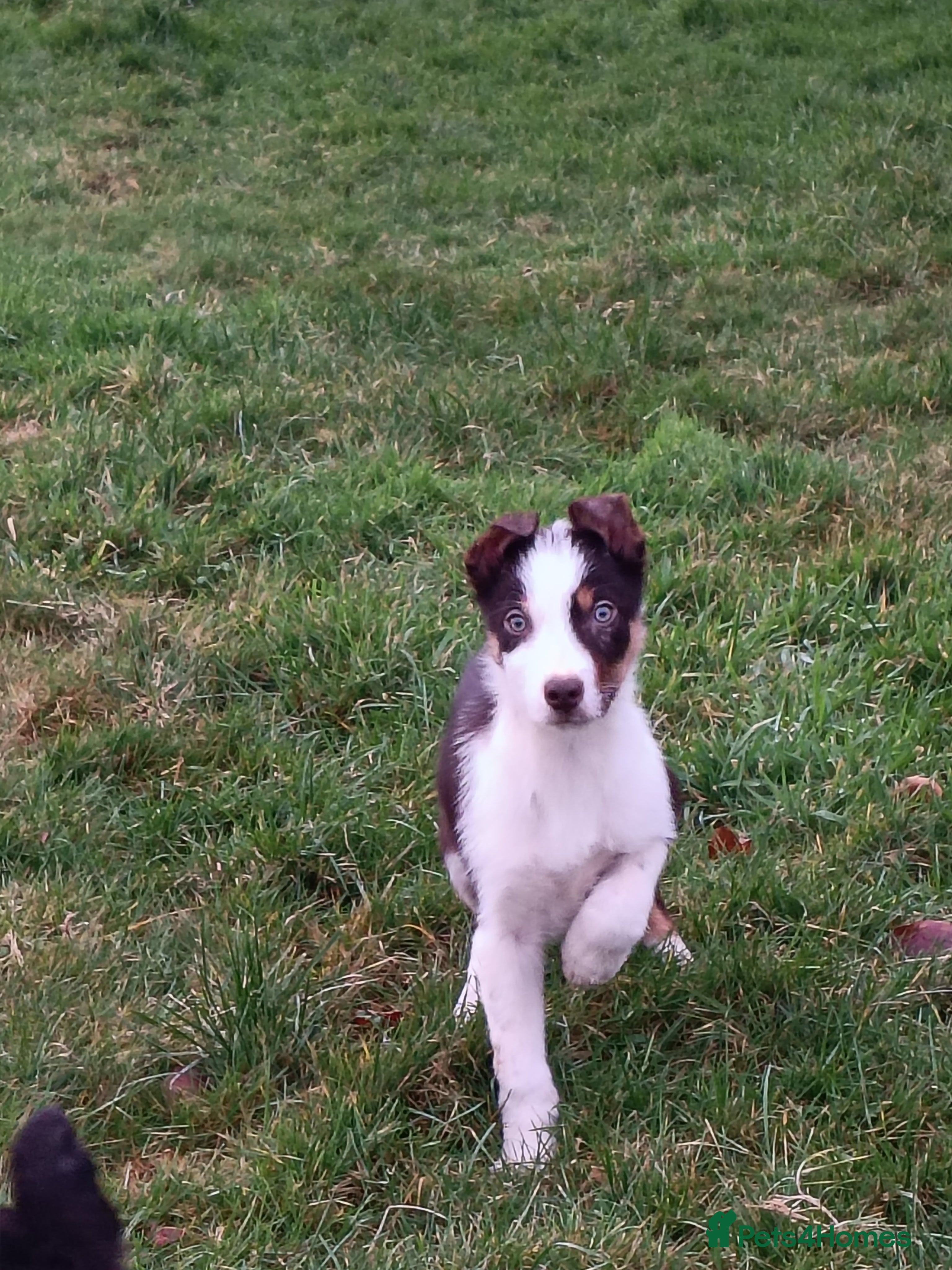 Border Collie dogs Beautifully marked border collie pups - Advert 9