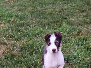 Border Collie dogs Beautifully marked border collie pups - Advert 1