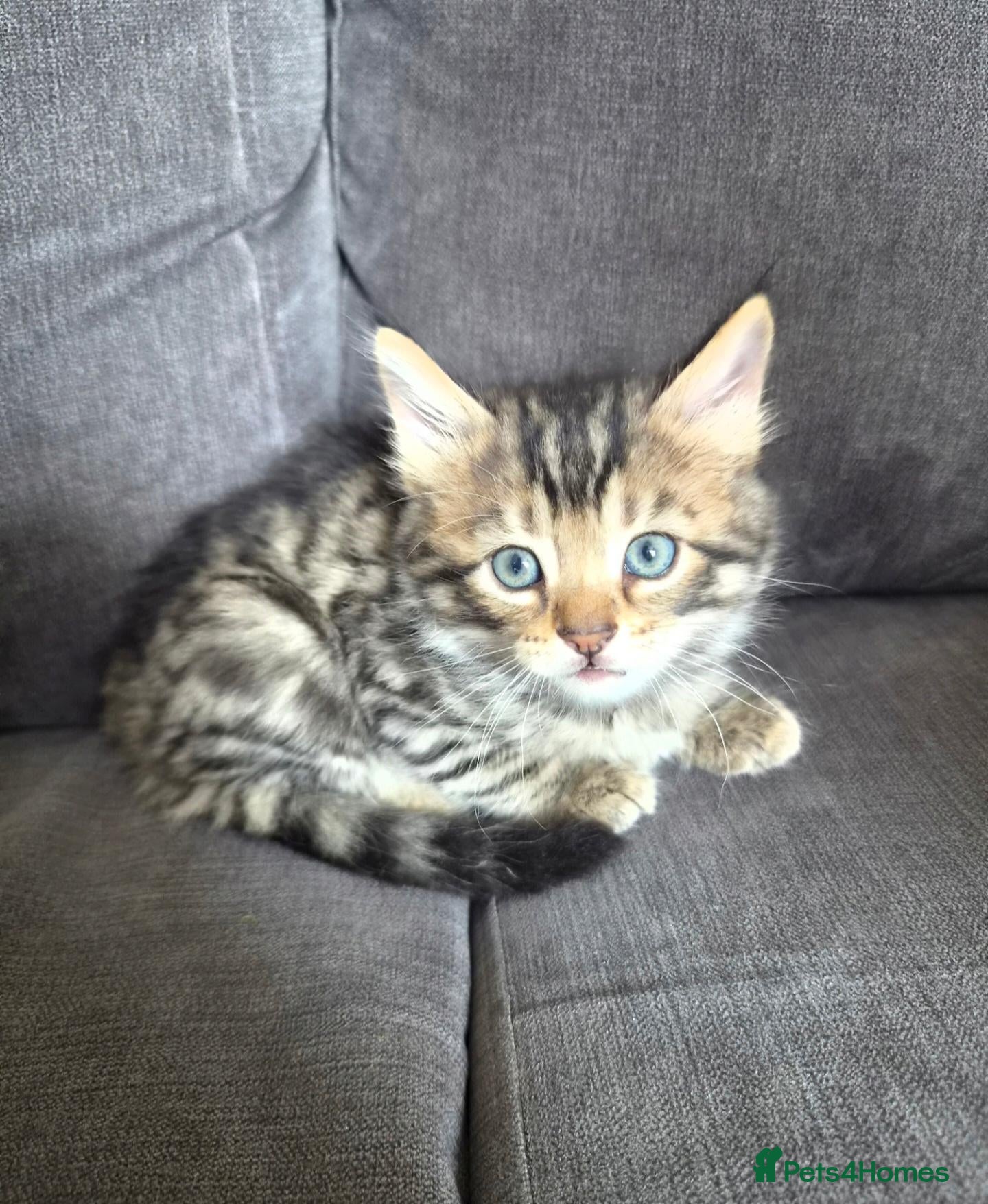 Mixed Breed cats Baby Boy 9 weeks - Advert 6