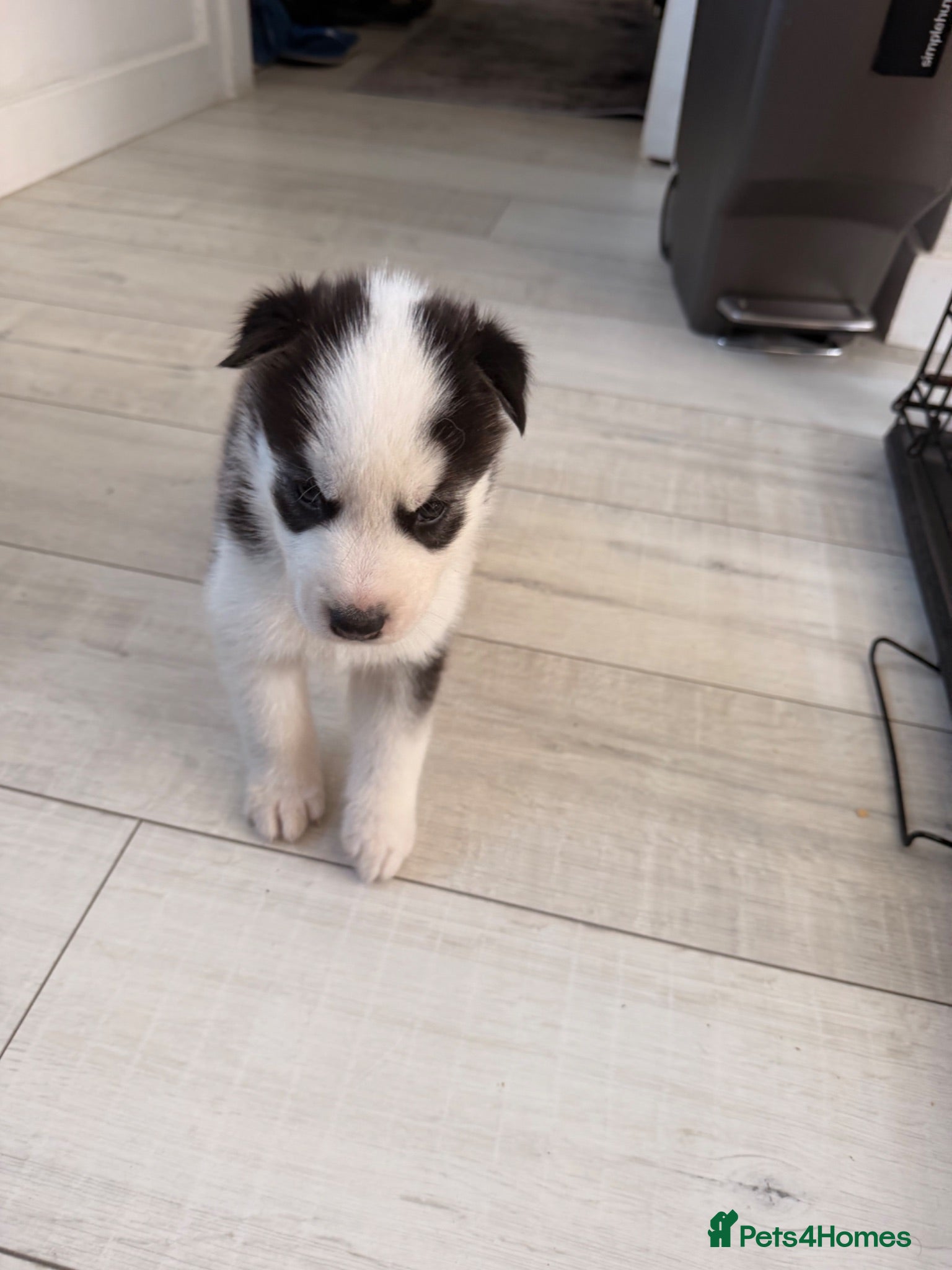 Siberian Husky dogs Husky puppies  - Advert 2