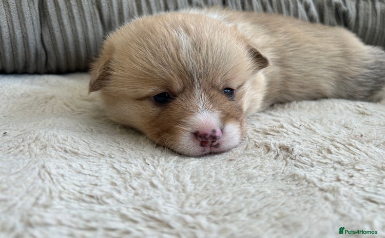 Welsh Corgi Pembroke dogs - Advert 14