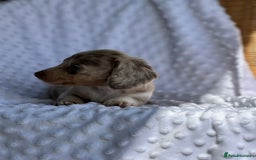 Miniature Dachshund dogs for sale: Adorable Miniature Dachshund Puppies  - Image 6