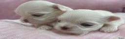 Maltese dogs for sale: Bambelina Full Korean Bloodline Maltese - Advert 8