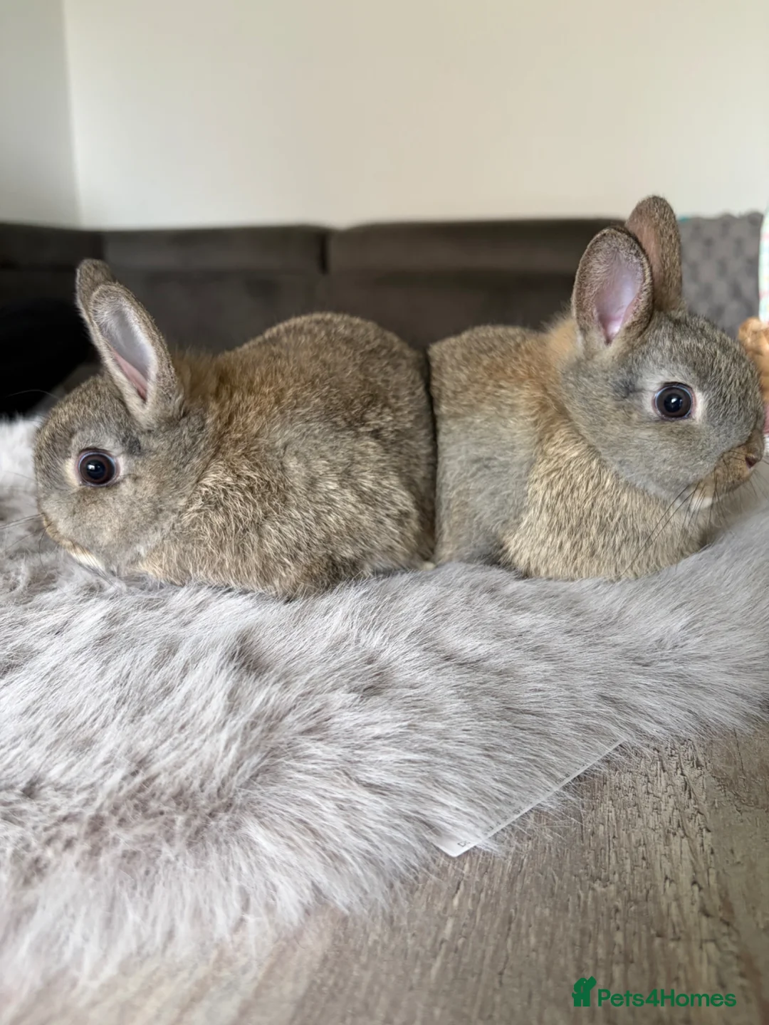 Netherland Dwarf rabbits for sale: 2 Female Netherland Dwarf Rabbits for Sale - Advert 11