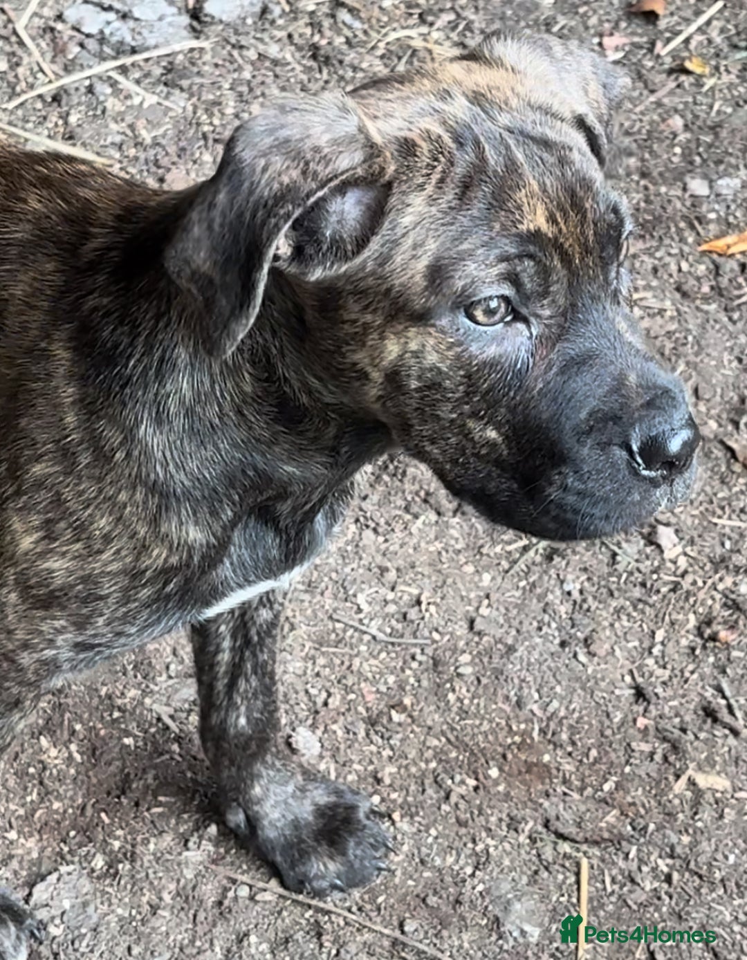 Mixed Breed dogs for sale: Cane Corso/Presa Canario Molloser dogs  - Image 17