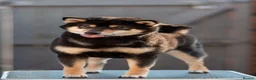 Japanese Shiba Inu dogs for sale: Quality Japanese shiba inu  - Advert 12